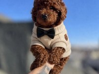 Koyu kırmızı poodle yavru