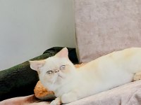 Kedimize Aile Olabilir Misiniz?