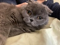Acil ücretsiz sahiplendirme british shorthair