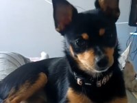 6 Aylık Dişi Chihuahua Yavrusu
