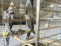 Sultan Papağanlar Toplu Ya Da Adetli Olarak Sahiplendirilecektir