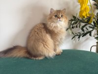 British Longhair Kızlar