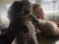 Ev Sıcaklığında Safkan Himalayan Persian Yavrular