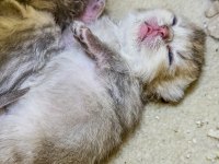 24 Şubat Doğumlu Silver - Golden - Lilac Dişi Kediler