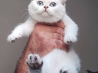 British Shorthair Kedisi Yavruları