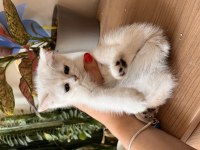 Adanadan Safkan British Shorthair Yavrularımız