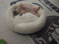 3 Aylık Dişi Pekinez