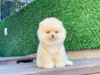 Pomeranian Köpeğimiz