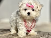Maltese Terrier Kore Safkan Mini Yavrularımız