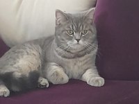 British shorthaır dişi (ücretsiz)