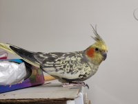 Ev bakımlı temiz eş kuşlar