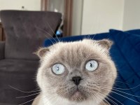 Dişi Kedimiz Yeni Yuvasını Arıyor