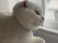 Beyaz Scottish Fold Kedimiz