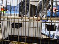 Damızlık Jako Papağanı Çifti