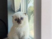 Şık Bluepoint Scottish Fold Shorthair Yavrumuz