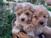 Sağlıklı maltipoo yavrular