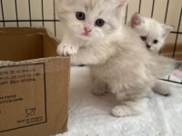 British longhair-shorthair ve scottish fold yavrular