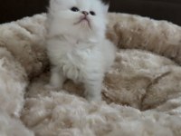 1 Aylık Yavru British Longhair Yavrular