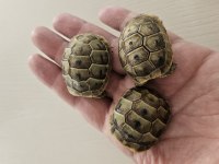 Akdeniz Mahmuzlu Kara Kaplumbağa Yavrusu