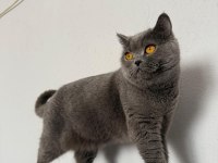 Güzel british shorthair kızlarımız