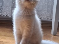 Çok Cana Yakın Dişi Bebek Scottish Fold