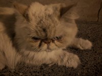 Sokağa Terk Edilmiş Evcil İran Kedisi