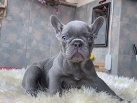 Egzotik blue french bulldog yavrularım rezerveye açık