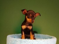 Sevgililer gününe özel mini pinscher bebeklerimiz