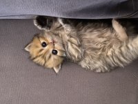 5 Adet British Yavrularımız