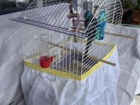 Şarkıcı Pareket Papağanımız