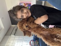 Toy Poodle Köpeği 4 Aylık