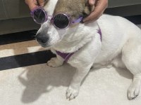 1 yaşında jack russell