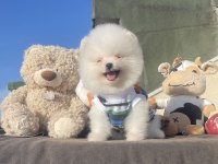 Ayı Surat Pomeranian Boo Yavrular