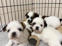 Kendi Shih Tzu Yavrularımız