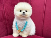 Safkan Pomeranian Yavru Köpekler