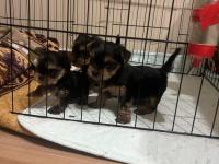 A Kalite Yorkshire Terrier Bebekler