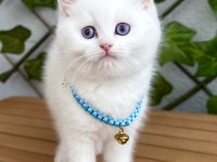 Kar Beyazı Dişi Ve Erkek British Shorthair