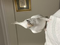 Albino Dişi Sultan Papağanı Evcil Uysal Ele Omuza Geliyor