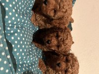 Kore Kan Poodle Bebeklerimiz