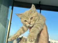 2 Tane Çok Güzel British Kediler Sahiplerini Bekliyor