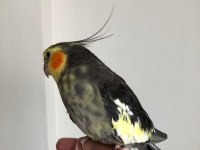 Erkek Sultan Papağanı 2 Yaşında Sağlık Sorunu Yok