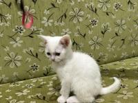 2 Aylık Erkek Beyaz British Shorthair