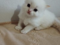 British Bebek Kediler