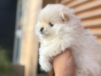 45 Günlük Erkek Pomeranian Boo
