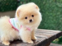 Gülen Yüz Pomeranian Yavrular