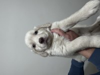 Safkan Golden Retriever Bebeklerimiz