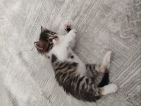 Kedimize merhametli bir yuva arıyoruz