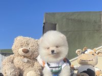 Ayı surat pomeranian boo yavrular