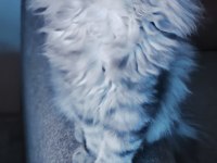 Pamuk Gibi Yün Yumağı Chinchilla Yavrum