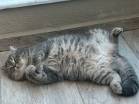 British Shorthair Kedimiz Ceyar